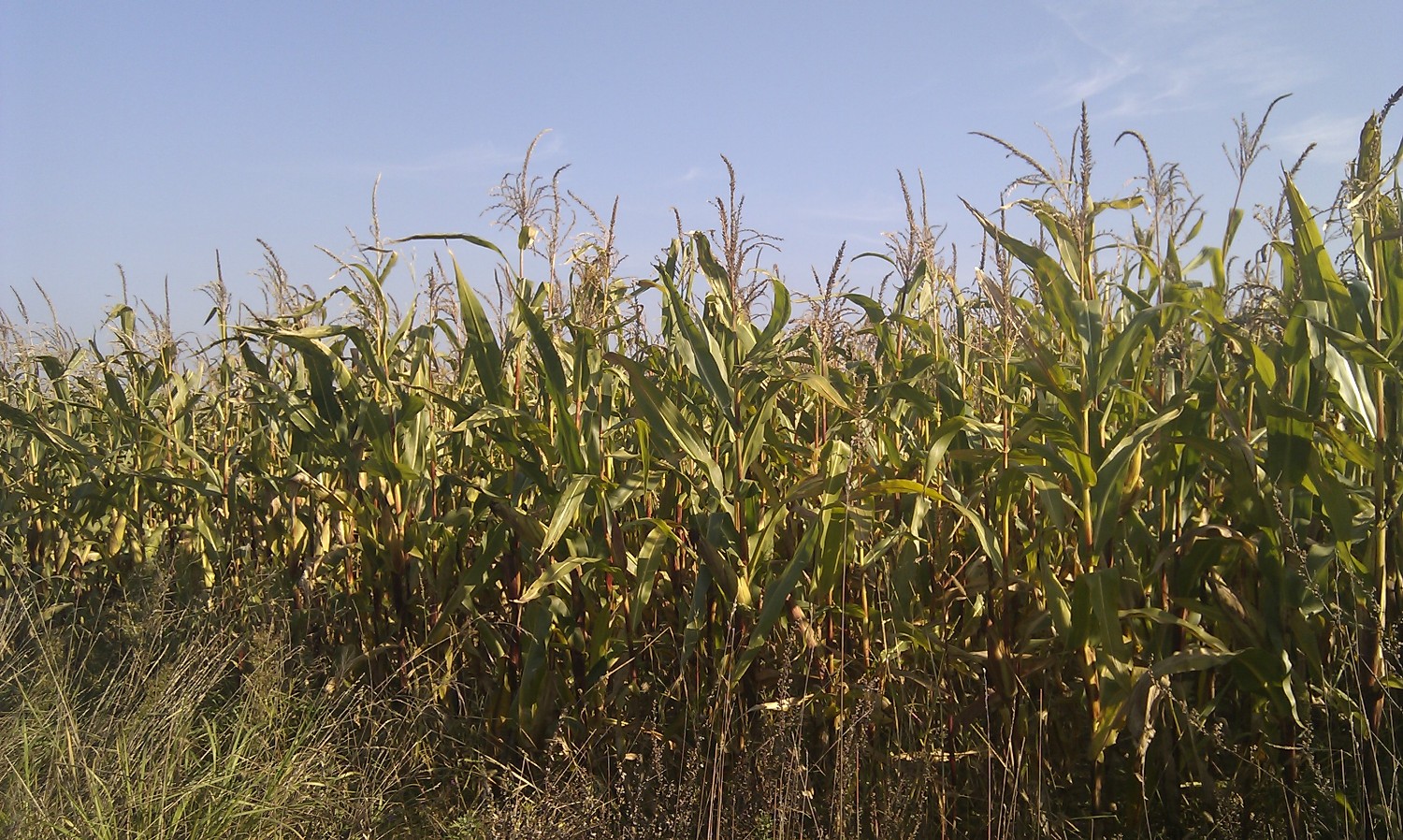 Subsidisation of biogas from maize silage not justified