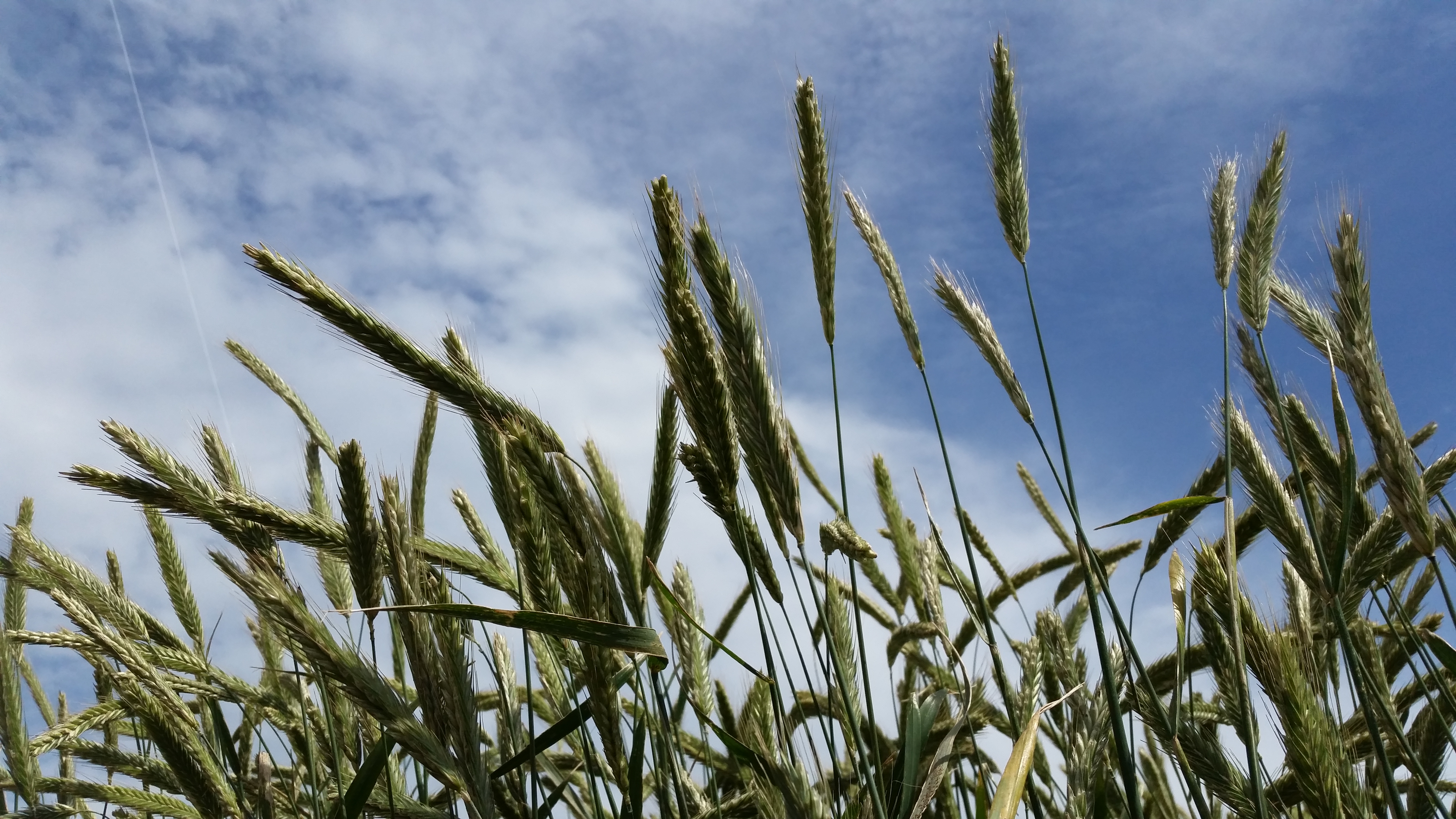 A large share of the nitrogen in slurry, which otherwise could have fertilised the crops, are lost due to ammonia volatilisation during field spreading.